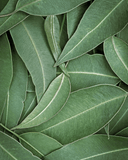 EUCALYPTUS + BERGAMOT DEODORANT